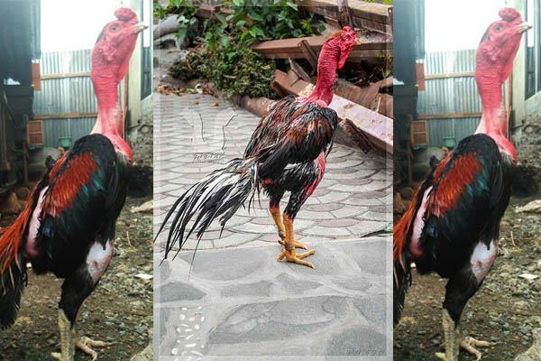 Keunggulan dan Kelemahan Dari Ayam Bangkok Saigon