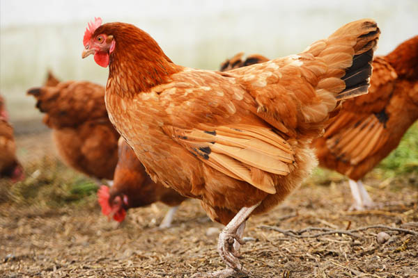 Pencegahan Ternak Ayam Sebelum Terserang Penyakit Mematikan