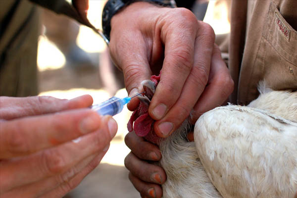 Vaksin Berbahaya Bisa Merubah Ayam