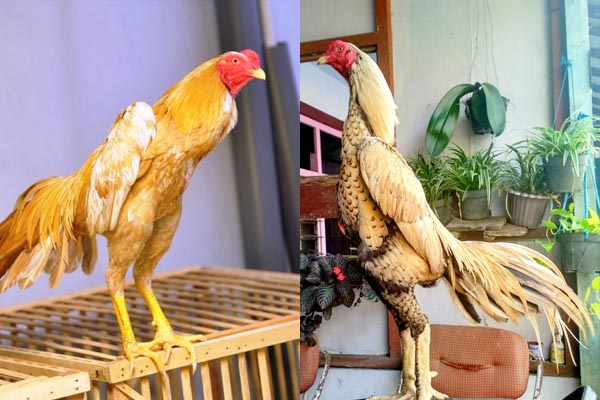 Ciri Utama Dari Ayam Bangkok Wangkas Geni Yang Langka