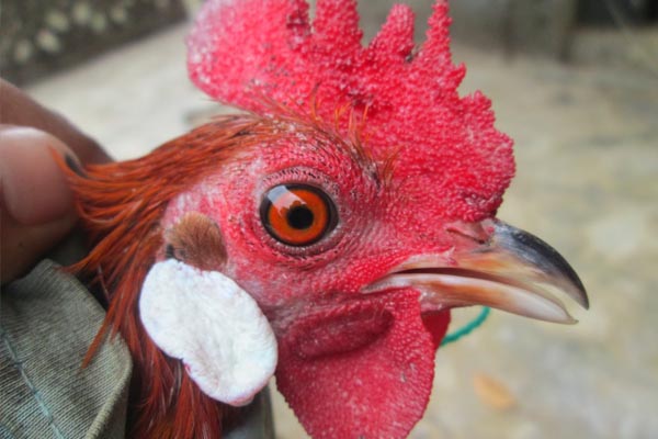 Ciri Ciri Jengger Ayam Bangkok Aduan Mematikan