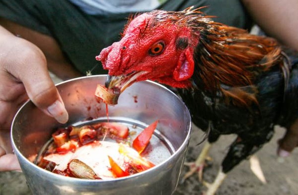 Cara Memelihara Ayam Bangkok